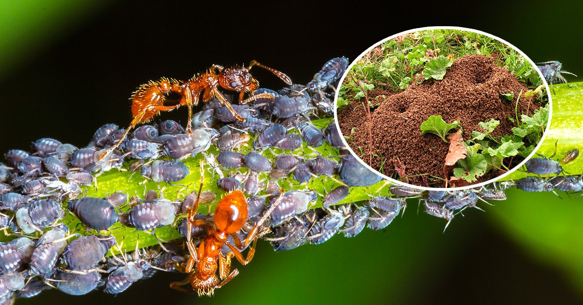 Как сделать ловушку для садовых муравьев